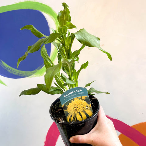 Coneflower - Echinacea 'Sunny Days Lemon' - British Grown - Sprouts of Bristol