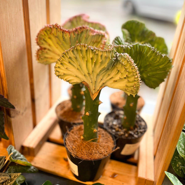coral cactus indoor plant Euphorbia cristata