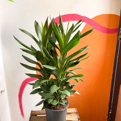 Cordyline fruticosa 'Glauca' - Sprouts of Bristol