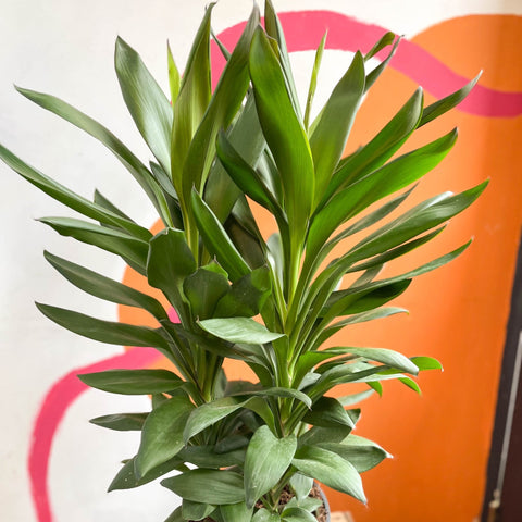 Cordyline fruticosa 'Glauca' - Sprouts of Bristol