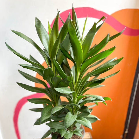 Cordyline fruticosa 'Glauca' - Sprouts of Bristol