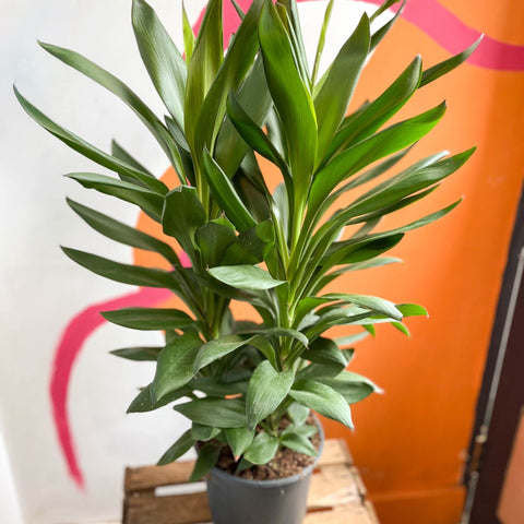 dracaena glauca Cordyline fruticosa 'Glauca' – Sprouts of Bristol
