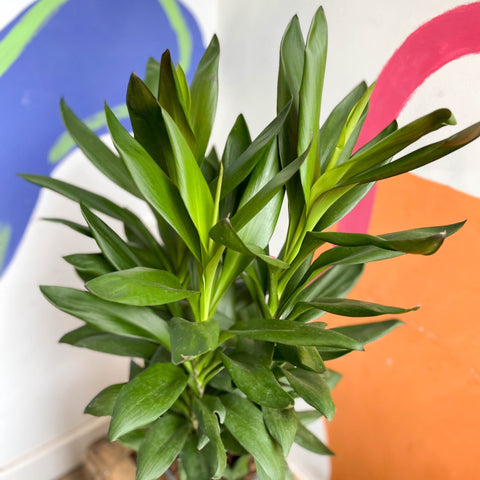 Cordyline fruticosa 'Glauca' - Sprouts of Bristol