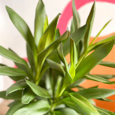 Cordyline fruticosa 'Glauca' - Sprouts of Bristol