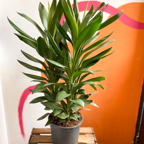 Cordyline fruticosa 'Glauca' - Sprouts of Bristol