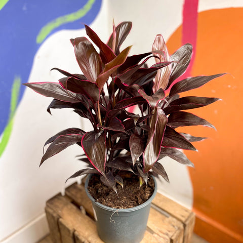 Cordyline fruticosa 'Mambo' - Sprouts of Bristol