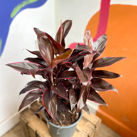 Cordyline fruticosa 'Mambo' - Sprouts of Bristol