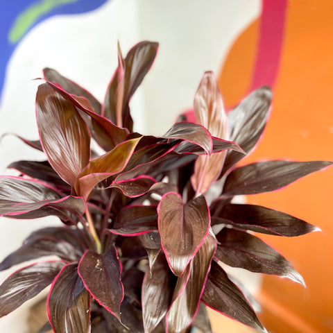 Cordyline fruticosa 'Mambo' - Sprouts of Bristol