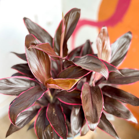 Cordyline fruticosa 'Mambo' - Sprouts of Bristol