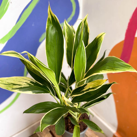 Cordyline fruticosa 'New Conga' - Sprouts of Bristol