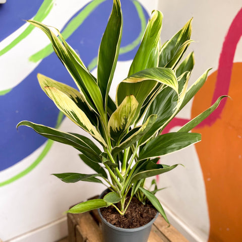 Cordyline fruticosa 'New Conga' - Sprouts of Bristol