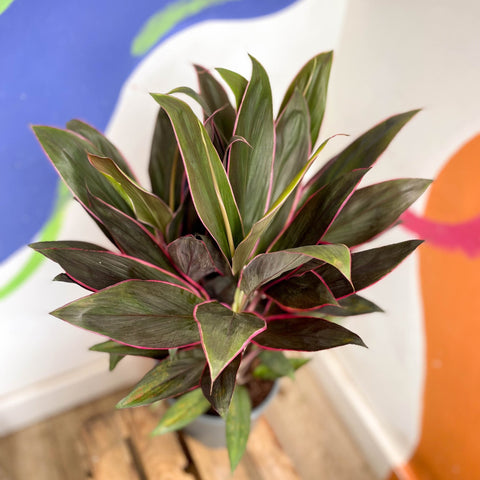 Cordyline fruticosa 'Rumba' - Sprouts of Bristol