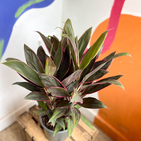 Cordyline fruticosa 'Rumba' - Sprouts of Bristol