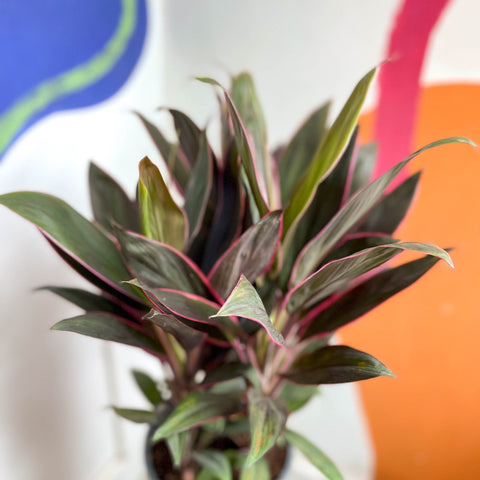 Cordyline fruticosa 'Rumba' - Sprouts of Bristol