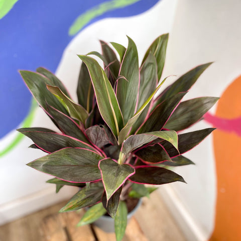 Cordyline fruticosa 'Rumba' - Sprouts of Bristol