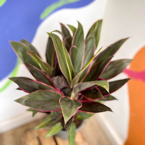 Cordyline fruticosa 'Rumba' - Sprouts of Bristol