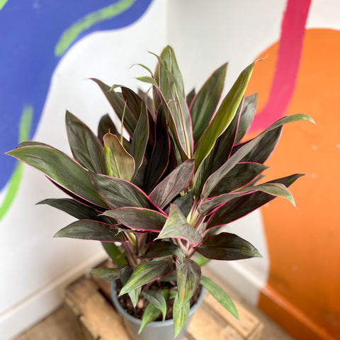 Cordyline fruticosa 'Rumba' - Sprouts of Bristol