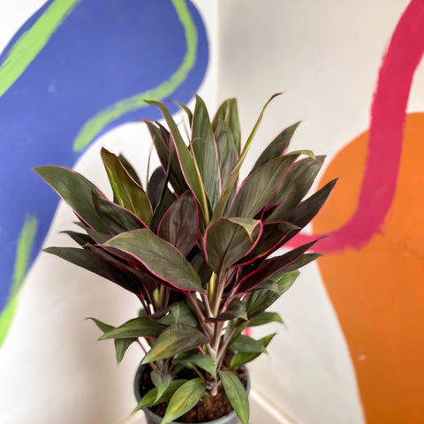 Cordyline fruticosa 'Rumba' - Sprouts of Bristol