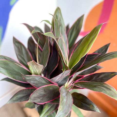 Cordyline fruticosa 'Rumba' - Sprouts of Bristol