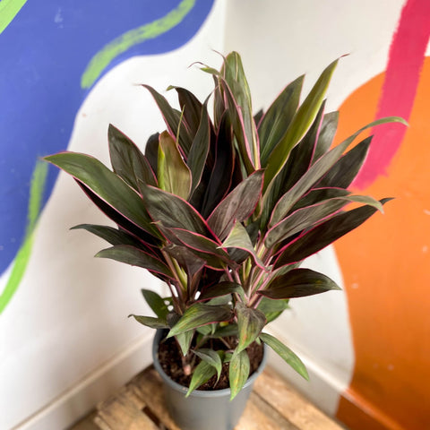 Cordyline fruticosa 'Rumba' - Sprouts of Bristol