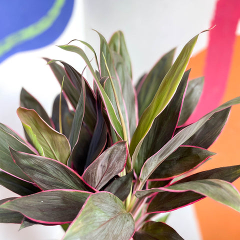 Cordyline fruticosa 'Rumba' - Sprouts of Bristol