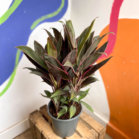 Cordyline fruticosa 'Rumba' - Sprouts of Bristol