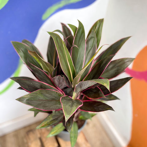 Cordyline fruticosa 'Rumba' - Sprouts of Bristol