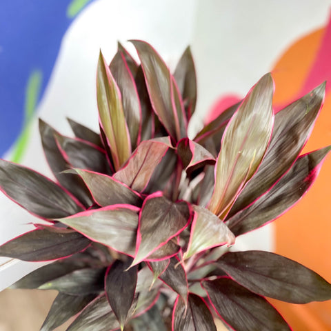 Cordyline fruticosa 'Tango' - Sprouts of Bristol