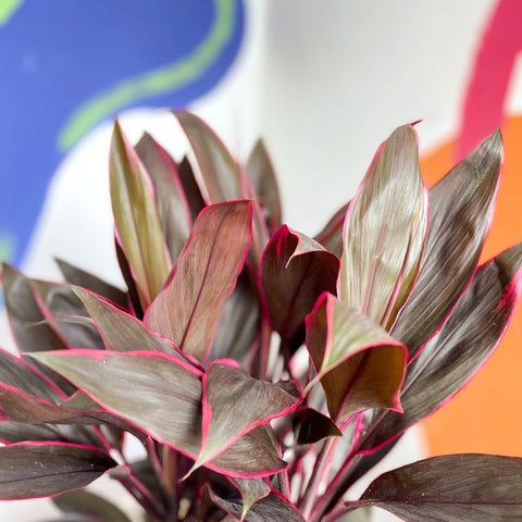 Cordyline fruticosa 'Tango' - Sprouts of Bristol