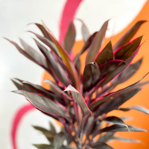 Cordyline fruticosa 'Tango' - Sprouts of Bristol