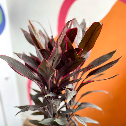 Cordyline fruticosa 'Tango' - Sprouts of Bristol