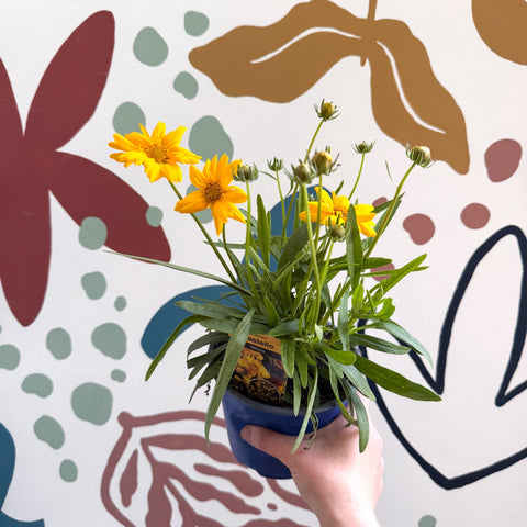 Coreopsis grandiflora 'Castello' [British Grown Herbaceous Perennial] - Sprouts of Bristol