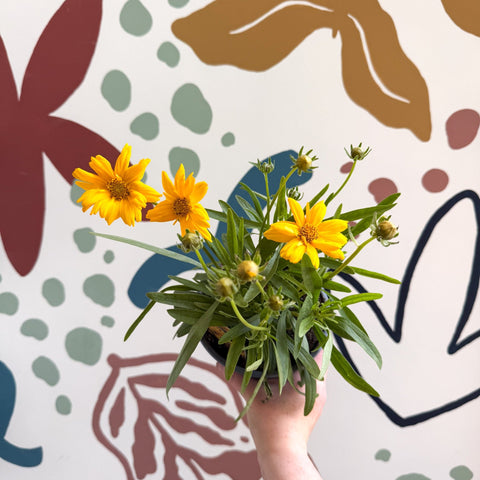 Coreopsis grandiflora 'Castello' [British Grown Herbaceous Perennial] - Sprouts of Bristol