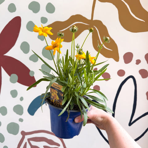 Coreopsis grandiflora 'Castello' [British Grown Herbaceous Perennial] - Sprouts of Bristol