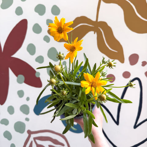 Coreopsis grandiflora 'Castello' [British Grown Herbaceous Perennial] - Sprouts of Bristol