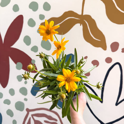 Coreopsis grandiflora 'Castello' [British Grown Herbaceous Perennial] - Sprouts of Bristol