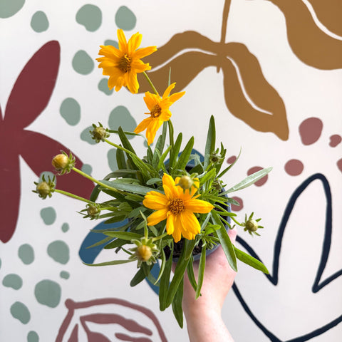 Coreopsis grandiflora 'Castello' [British Grown Herbaceous Perennial] - Sprouts of Bristol