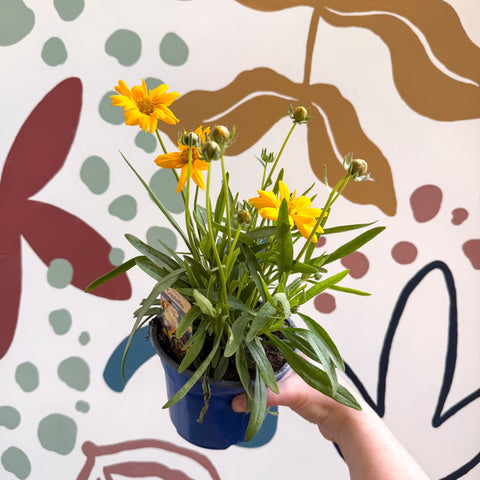 Coreopsis grandiflora 'Castello' [British Grown Herbaceous Perennial] - Sprouts of Bristol