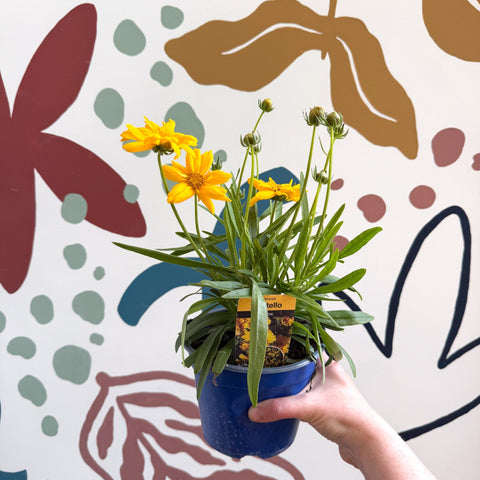 Coreopsis grandiflora 'Castello' [British Grown Herbaceous Perennial] - Sprouts of Bristol