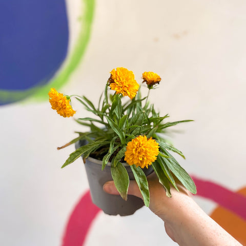 Coreopsis grandiflora 'Castello Pompon' [British Grown Herbaceous Perennial] - Sprouts of Bristol