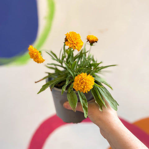 Coreopsis grandiflora 'Castello Pompon' [British Grown Herbaceous Perennial] - Sprouts of Bristol