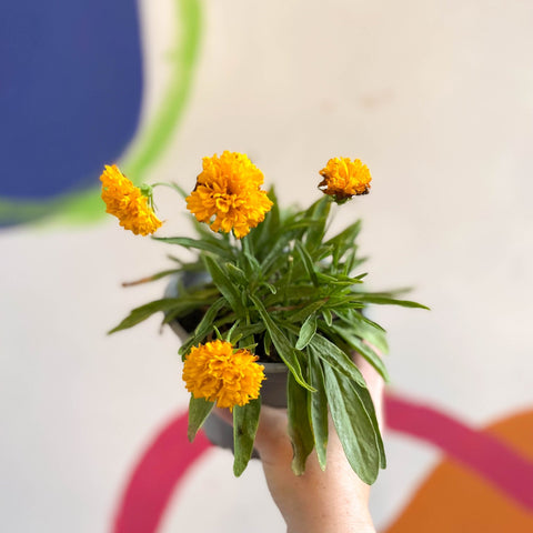 Coreopsis grandiflora 'Castello Pompon' [British Grown Herbaceous Perennial] - Sprouts of Bristol