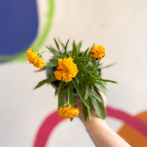 Coreopsis grandiflora 'Castello Pompon' [British Grown Herbaceous Pere ...