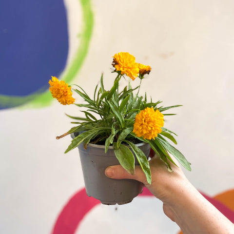 Coreopsis grandiflora 'Castello Pompon' [British Grown Herbaceous Perennial] - Sprouts of Bristol