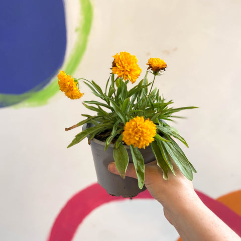 Coreopsis grandiflora 'Castello Pompon' [British Grown Herbaceous Perennial] - Sprouts of Bristol