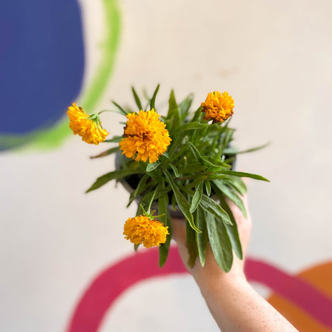 Coreopsis grandiflora 'Castello Pompon' [British Grown Herbaceous Perennial] - Sprouts of Bristol