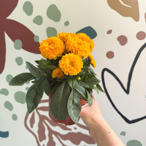 Coreopsis grandiflora 'Double The Sun' [Herbaceous Perennial] - Sprouts of Bristol