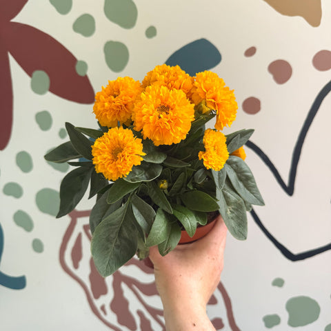 Coreopsis grandiflora 'Double The Sun' [Herbaceous Perennial] - Sprouts of Bristol