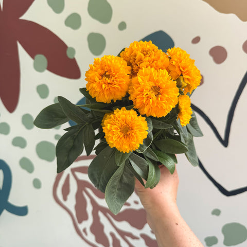 Coreopsis grandiflora 'Double The Sun' [Herbaceous Perennial] - Sprouts of Bristol