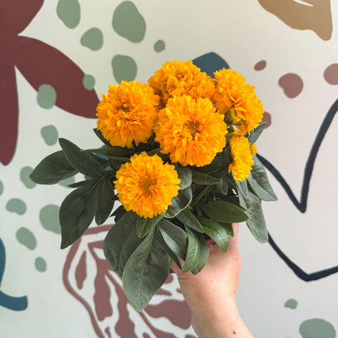 Coreopsis grandiflora 'Double The Sun' [Herbaceous Perennial] - Sprouts of Bristol